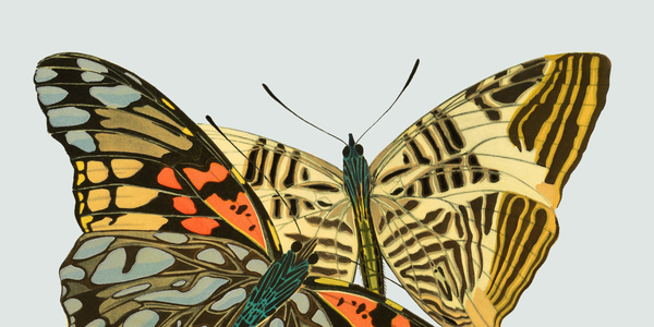 A short text on why butterflies always has had such an artistic interest