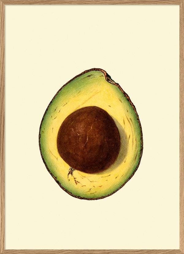 Avocado Open