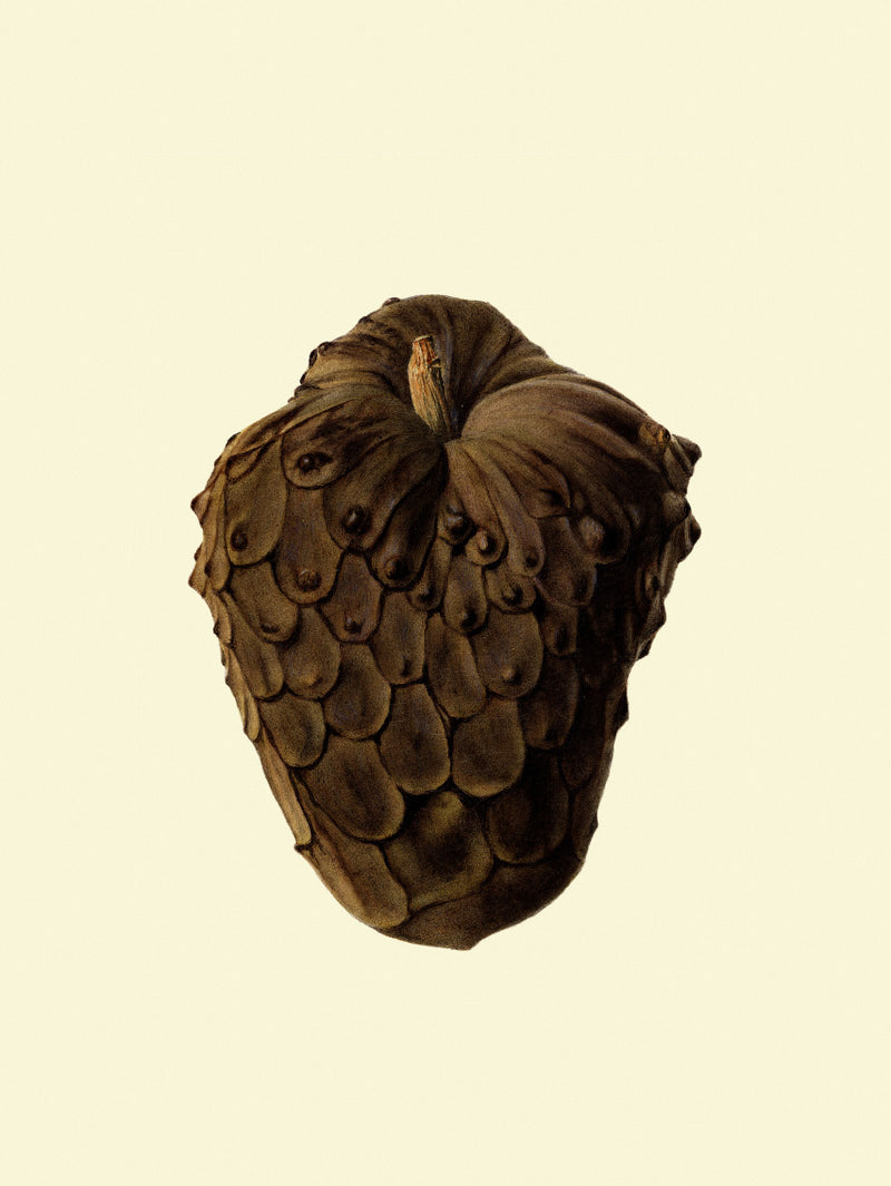 Cherimoya Closed