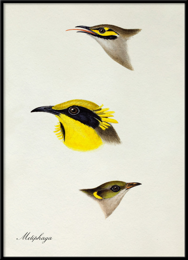 Meliphaga - Honeyeater