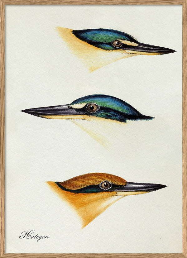 Halcyon - Tree Kingfisher