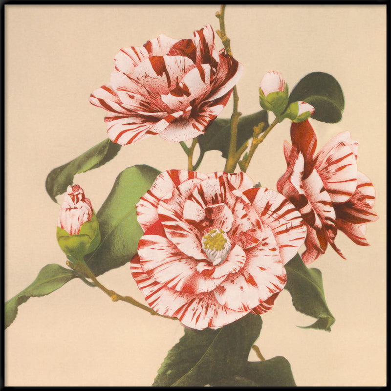 Striped Camelias