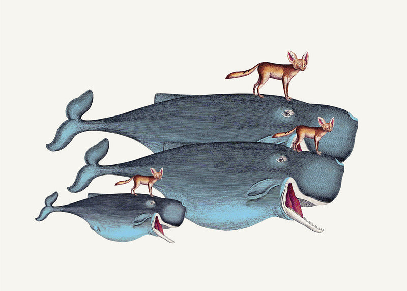 Whales and Desert Foxes