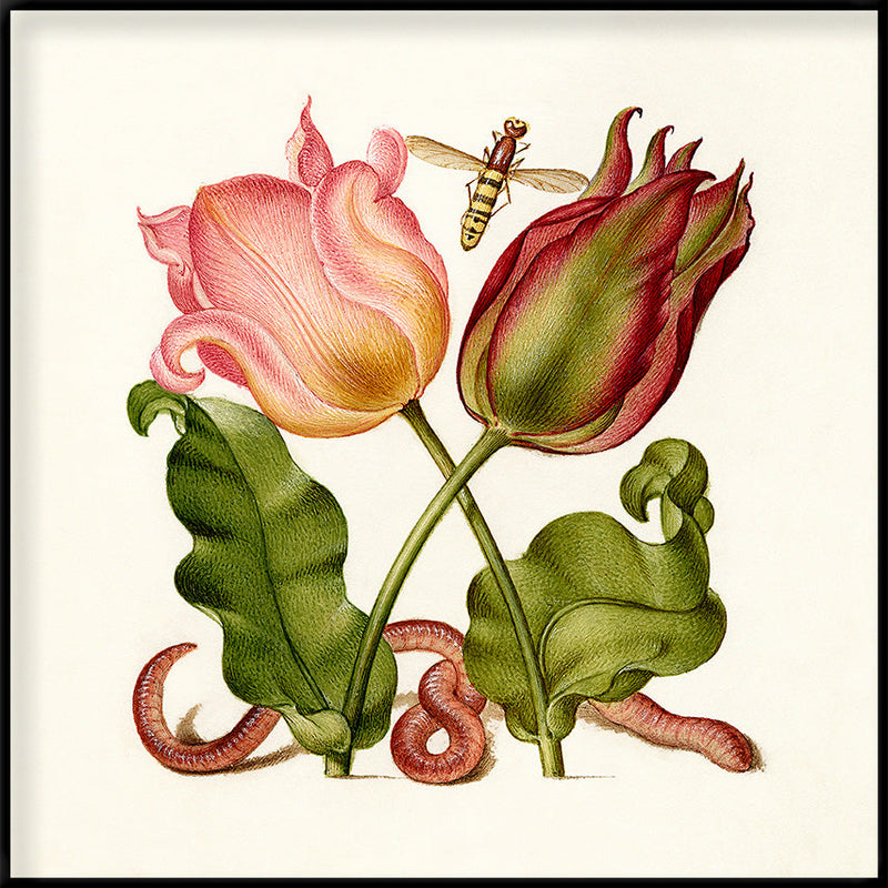 Worm and Tulips