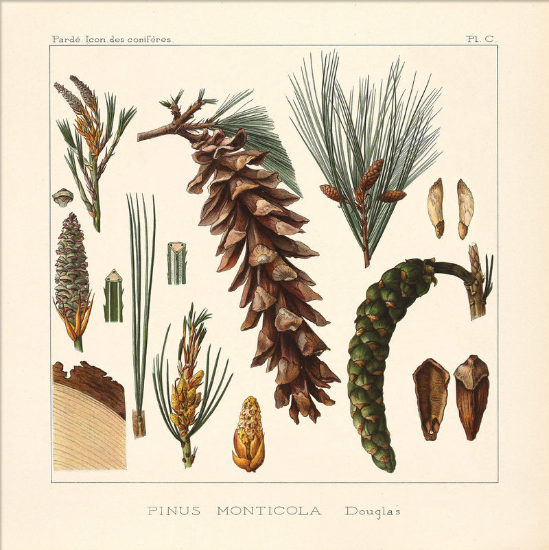 Pinus Monticola
