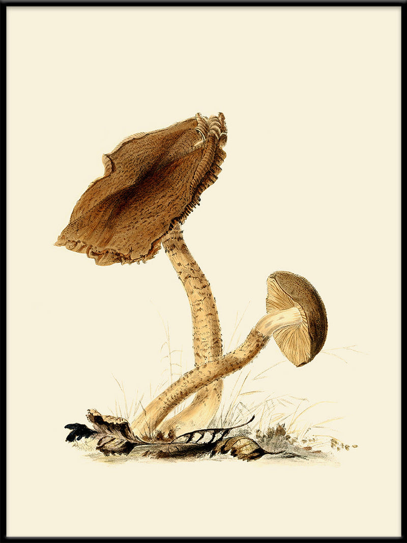 Fungi III