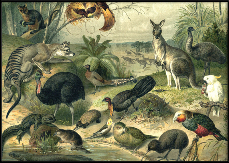 Australian Fauna Horizontal