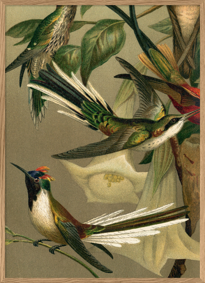 Hummingbirds Close-up