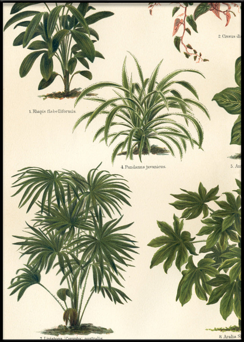 Oriental Plants Left Side