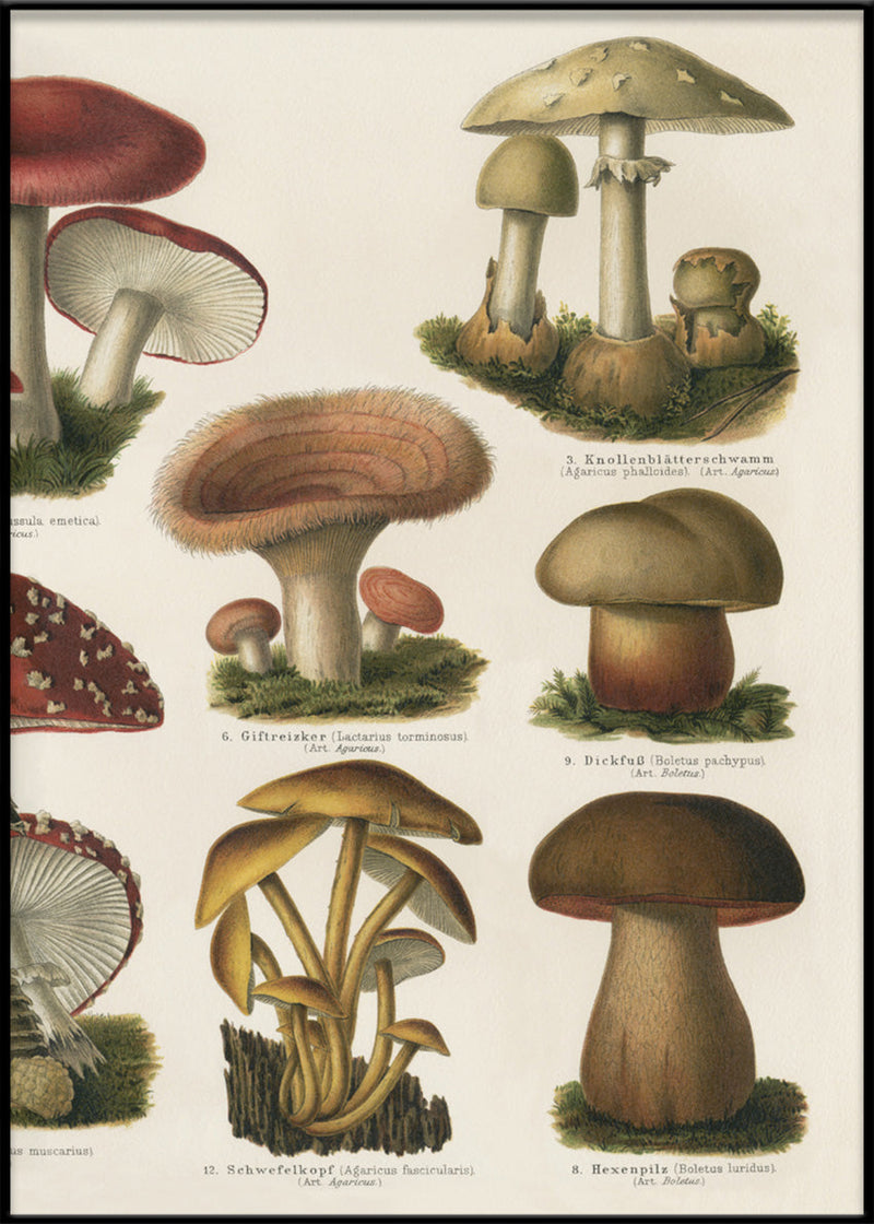 Mushrooms Right Side