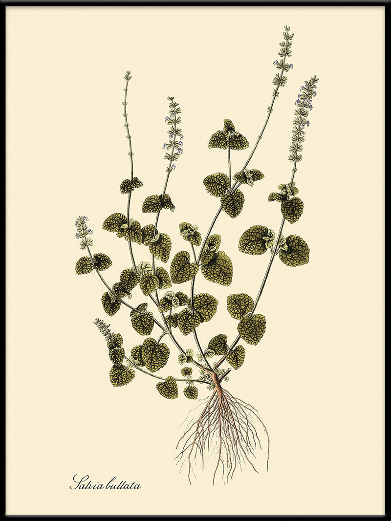 Salvia Bullata