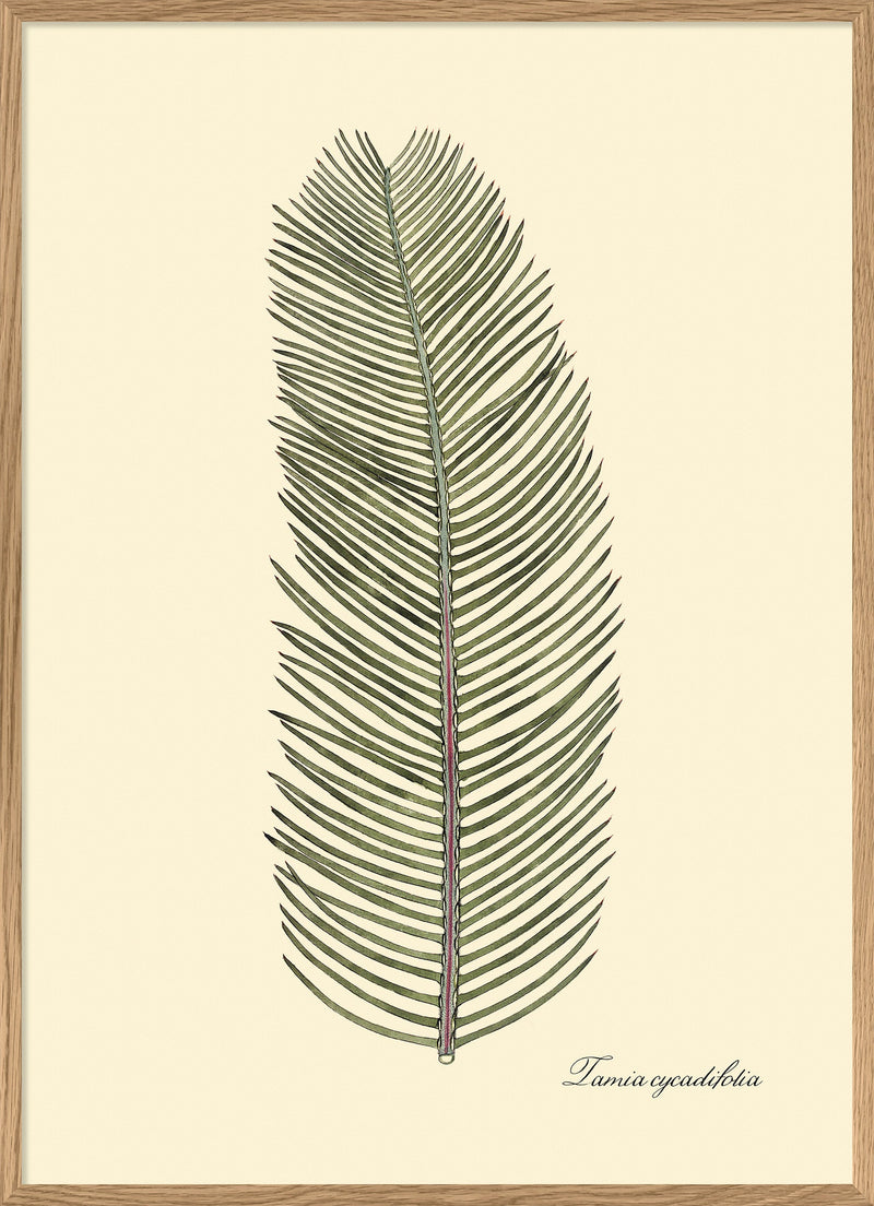 Tamia Cycadifolia