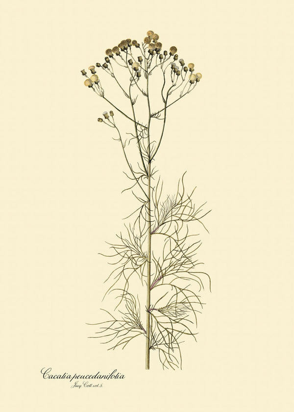 Cacalia Peucedanfolia