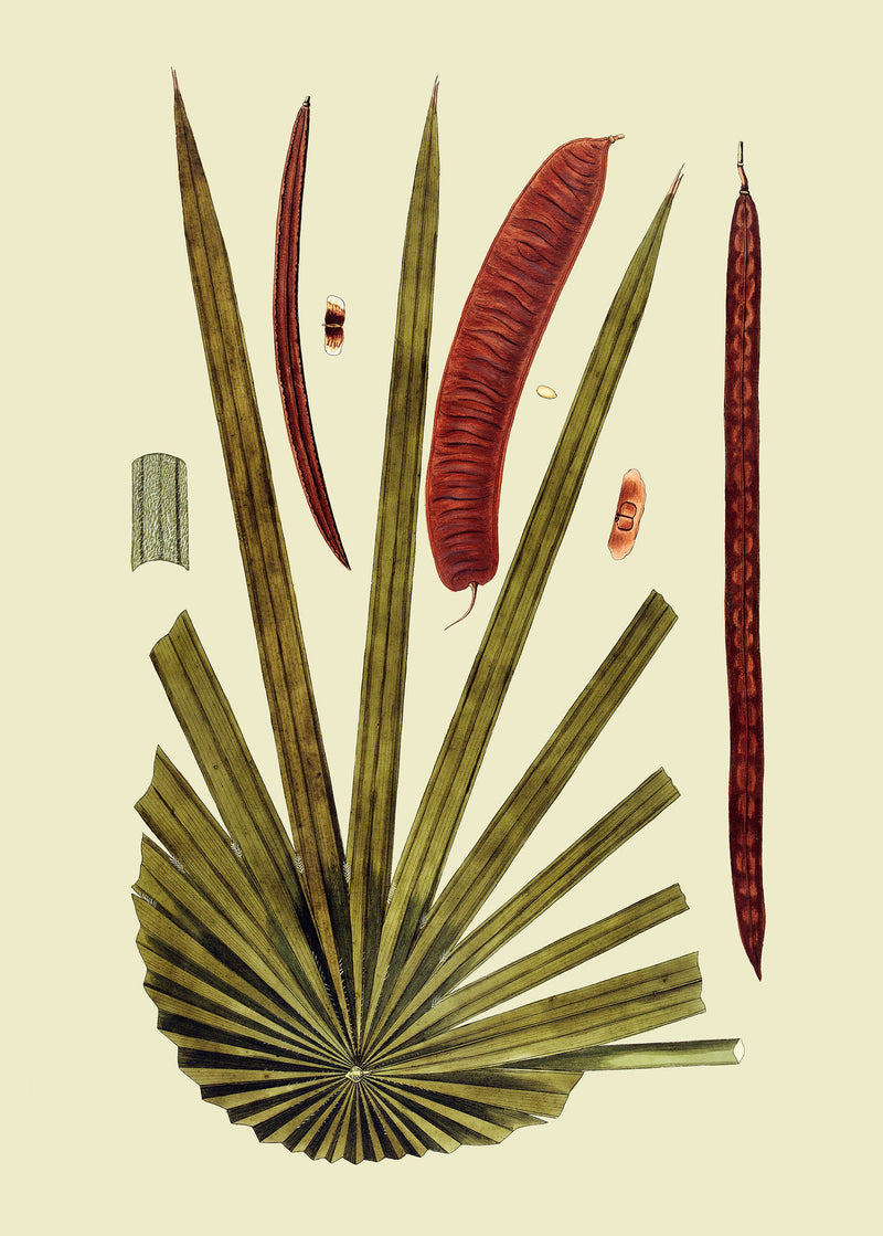 Palma Argentata