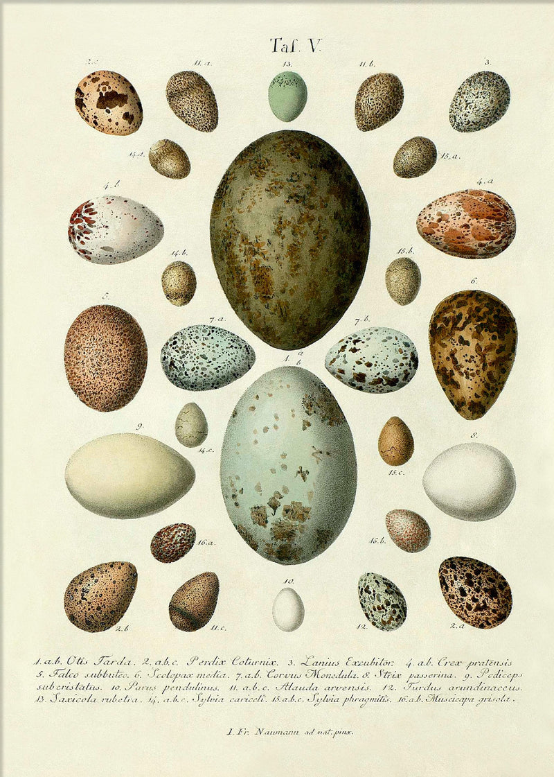 Eggs Tab V.