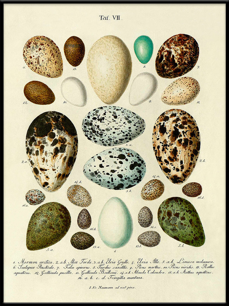 Eggs VII.