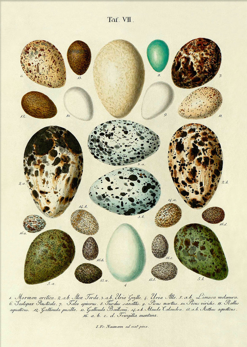 Eggs VII.