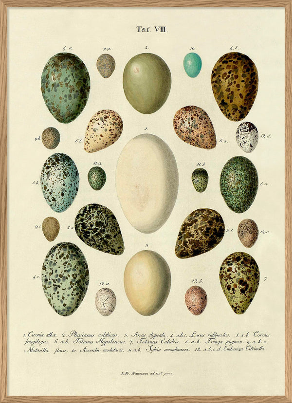 Eggs Tab. VIII.
