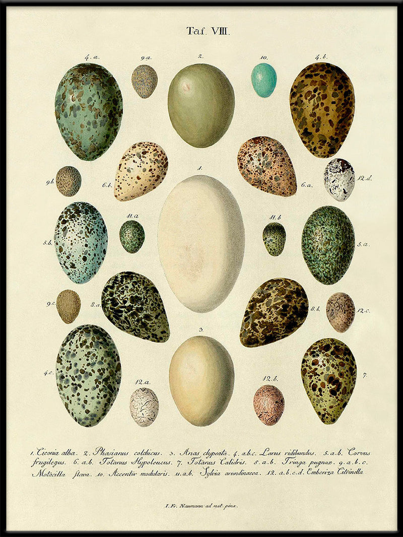 Eggs Tab. VIII.