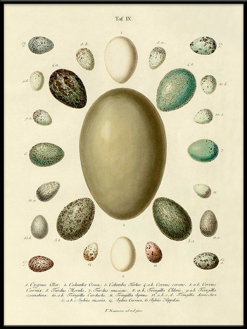 The Eggs Tab IX.