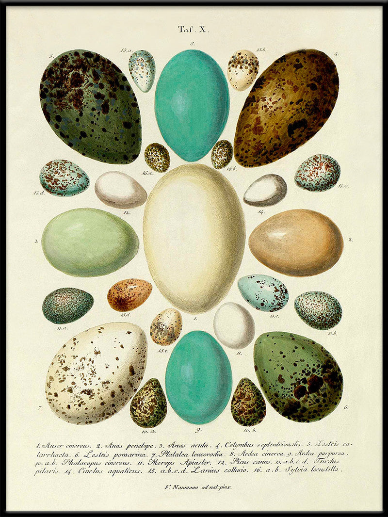The Eggs Tab X.