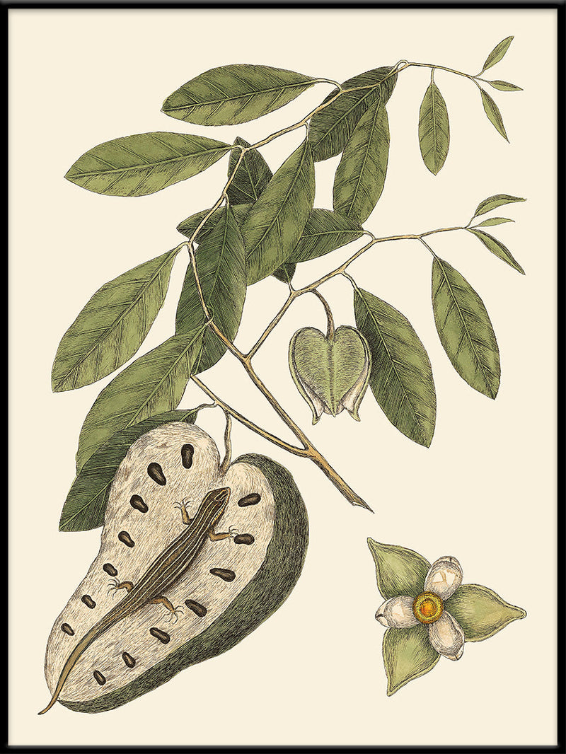 Lizard And Annona Fruit