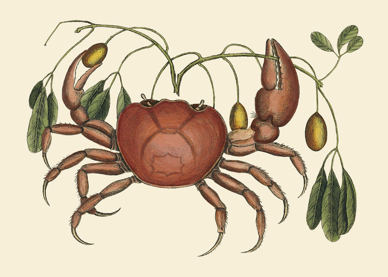 Crab And Tapia Branch