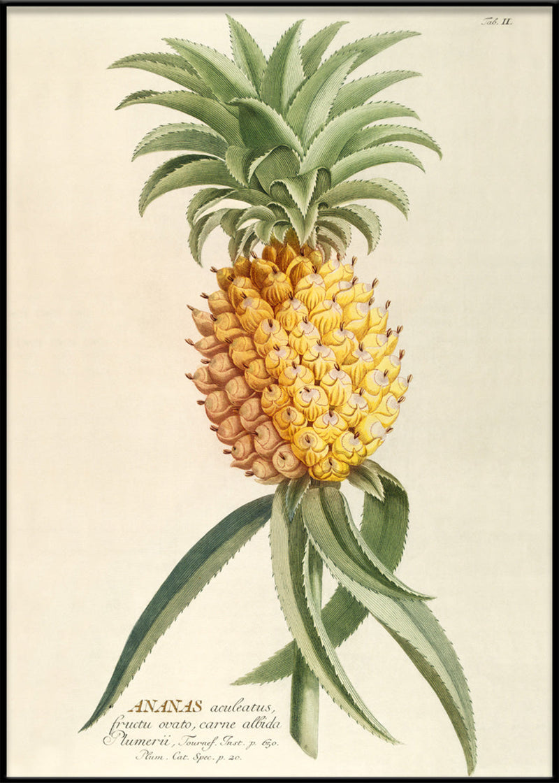 Ananas Aculeatus