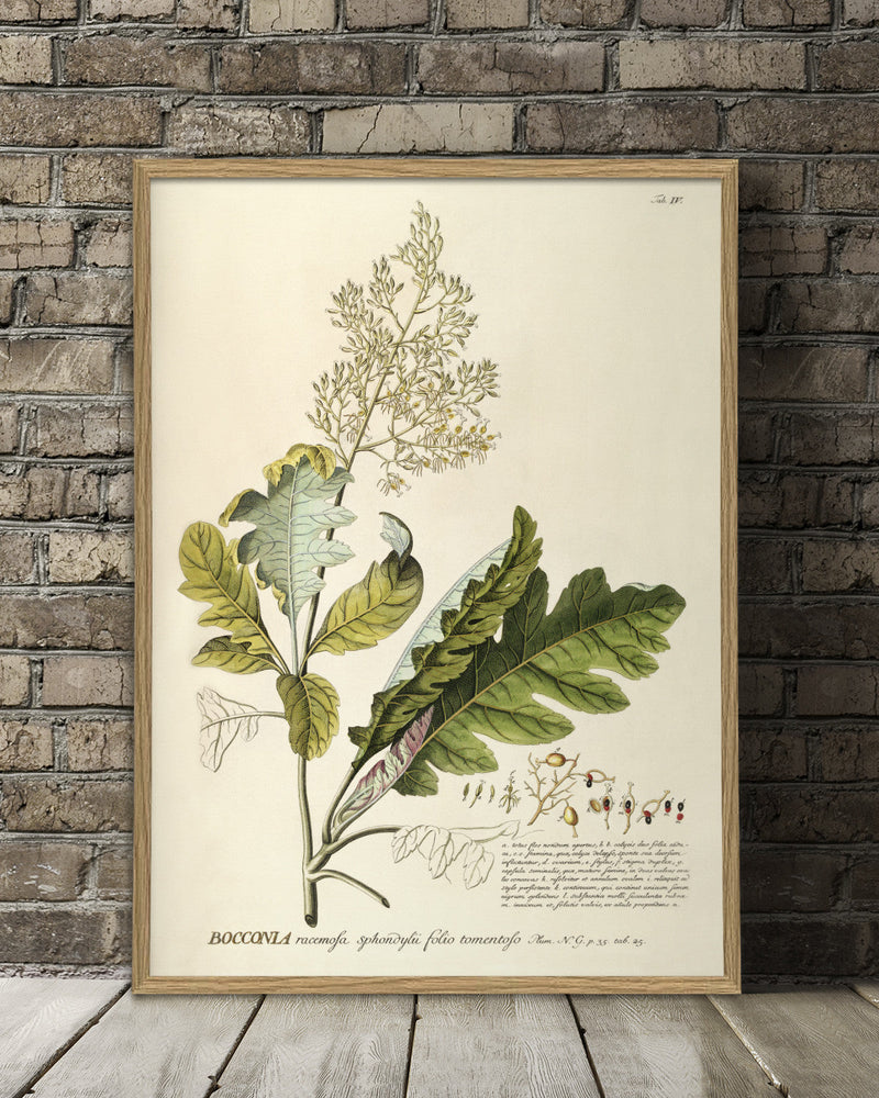 bocconia-plant-poster