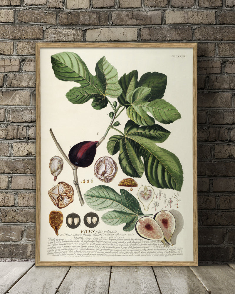 ficus-plant-poster