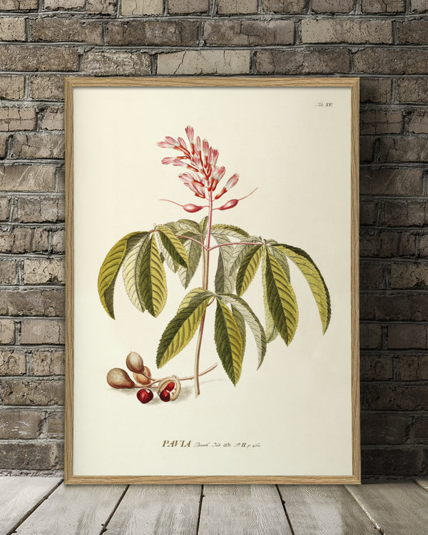 pauia-plant-poster