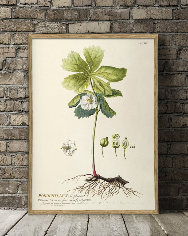 podophyllum-plant-poster