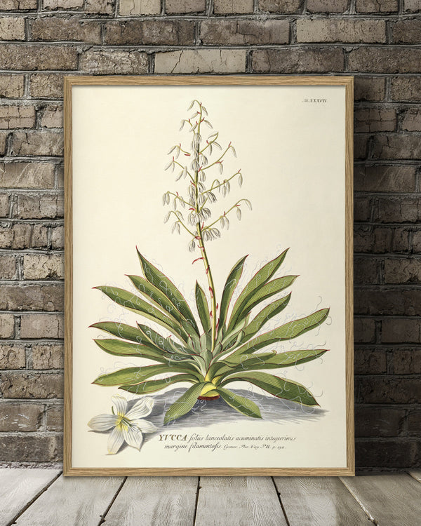 yucca-plant-poster
