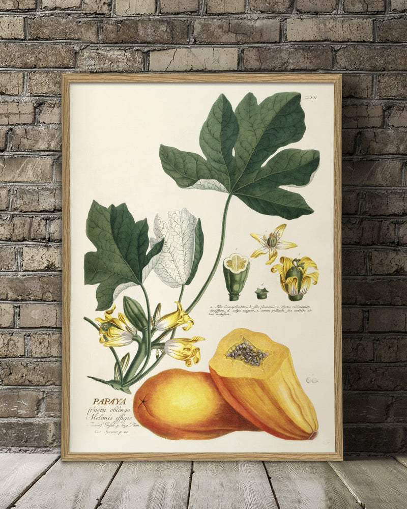 papaya-plant-poster
