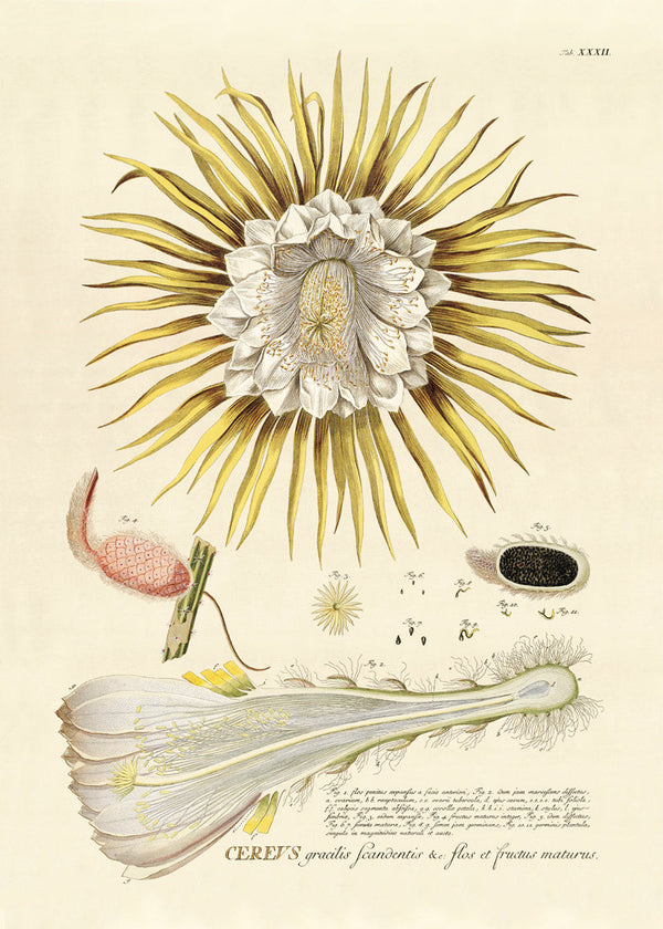 Yellow Cereus Flower