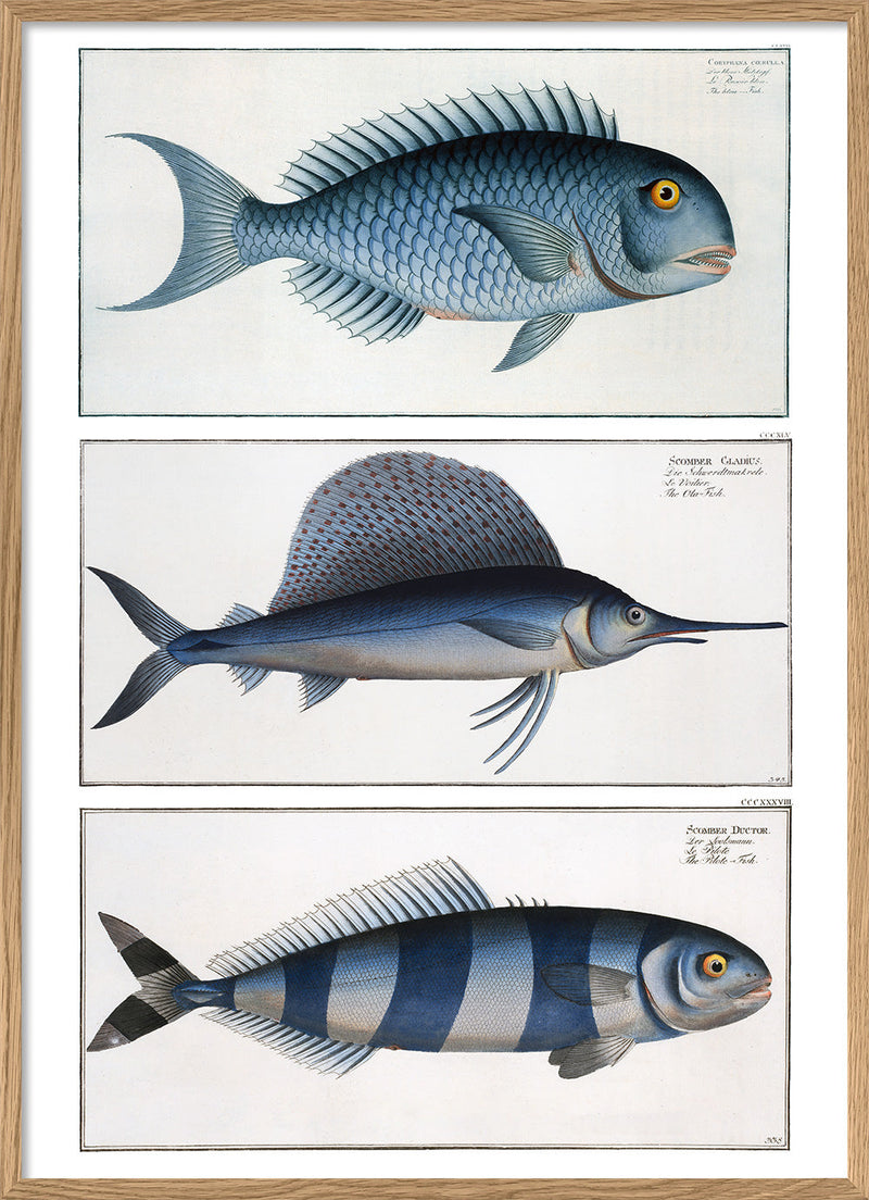 Bluefish, Ola-Fish and Pilot fish