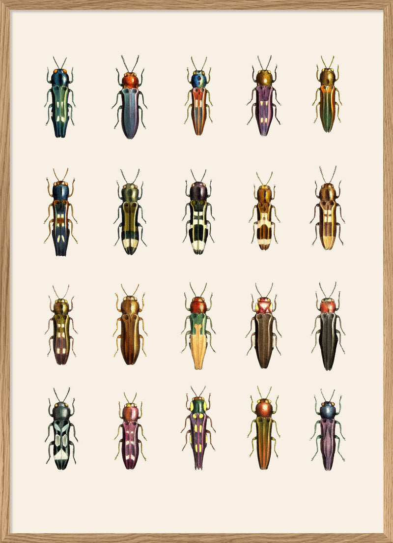 Coleoptera II