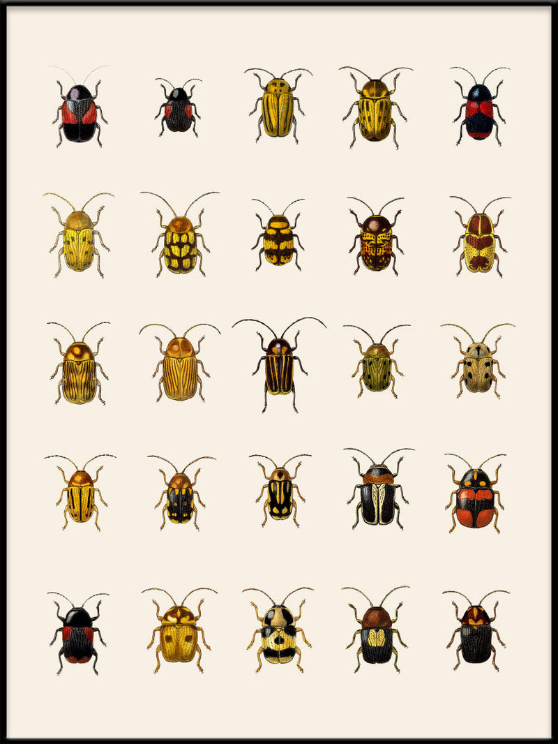 Coleoptera IV