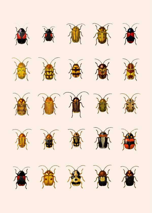 Coleoptera IV