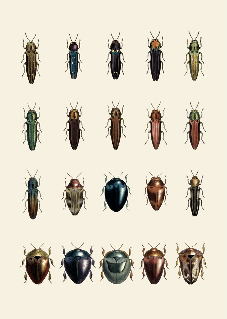 Coleoptera VIII