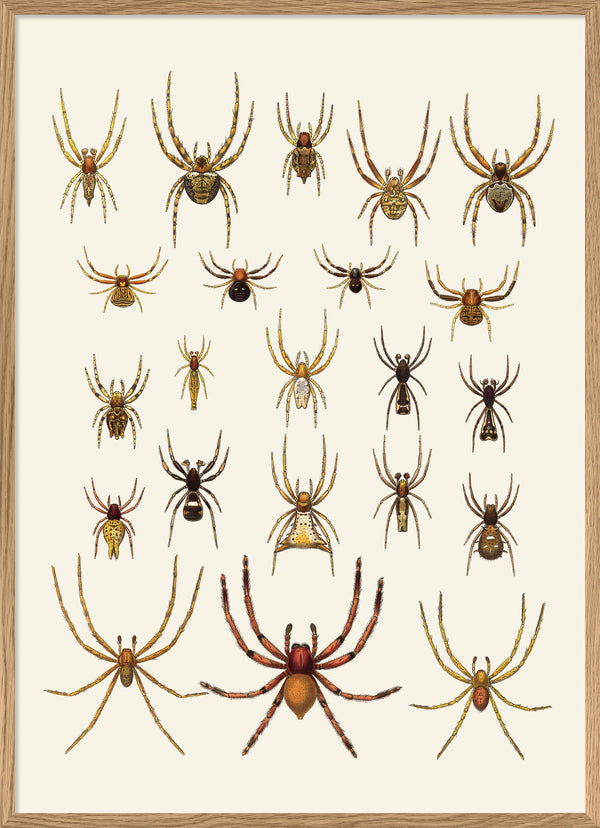 Arachnida Araneidea