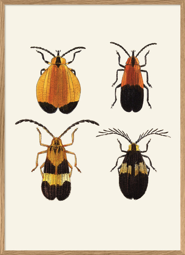 Coleoptera III detail