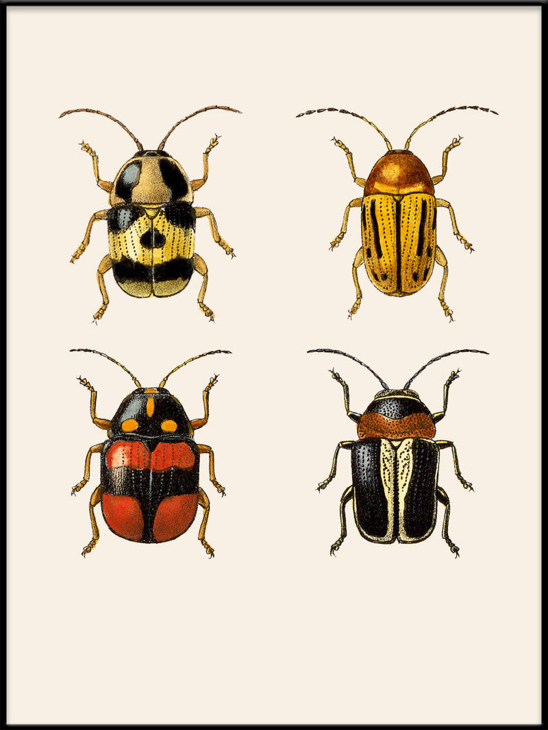 Coleoptera IV detail
