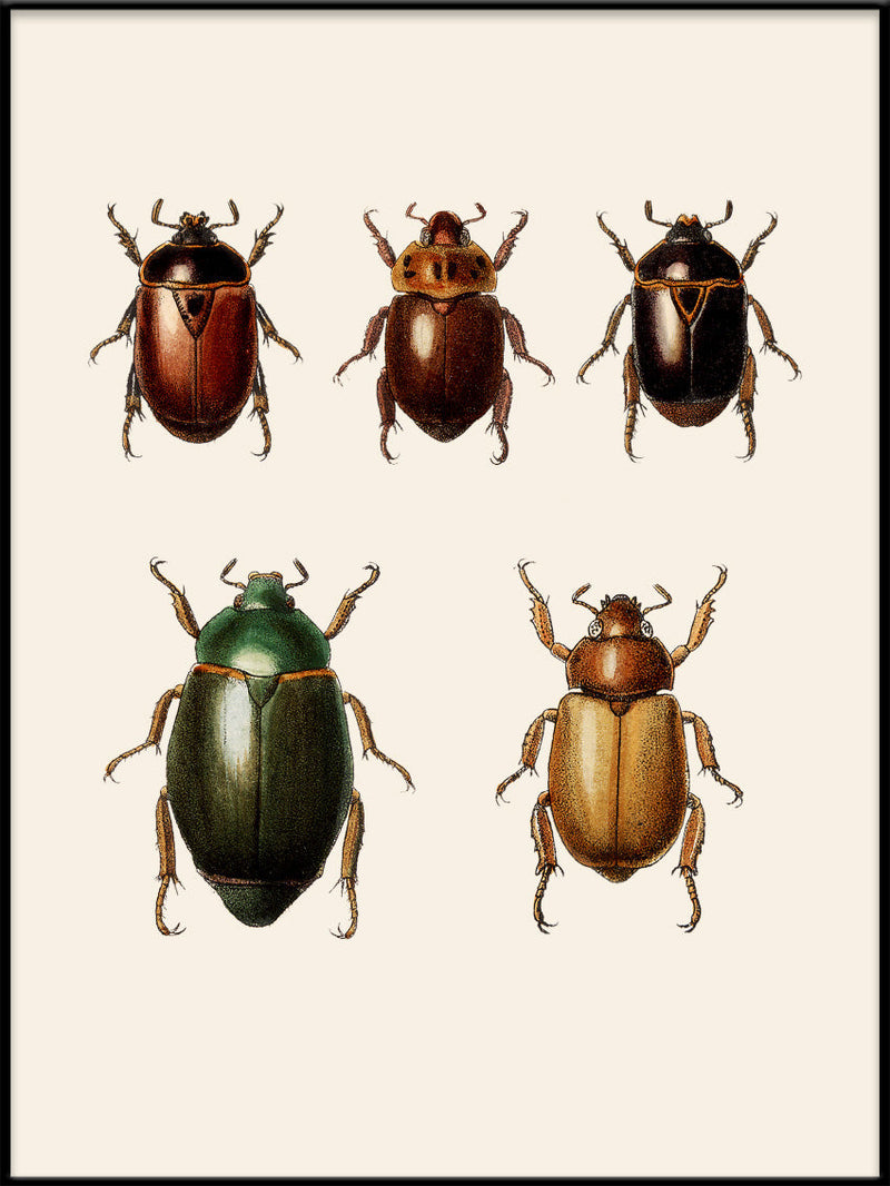 Coleoptera VI detail