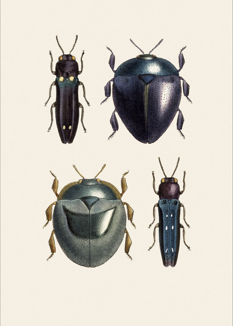 Coleoptera VIII detail