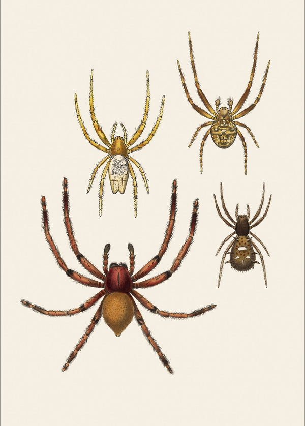 Arachnida Araneidea detail