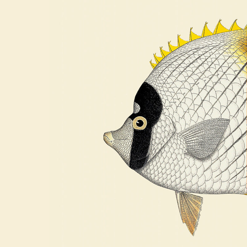 Yellow Fish Head