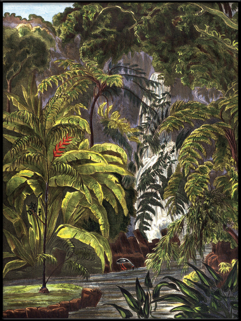 Jungle Scenery