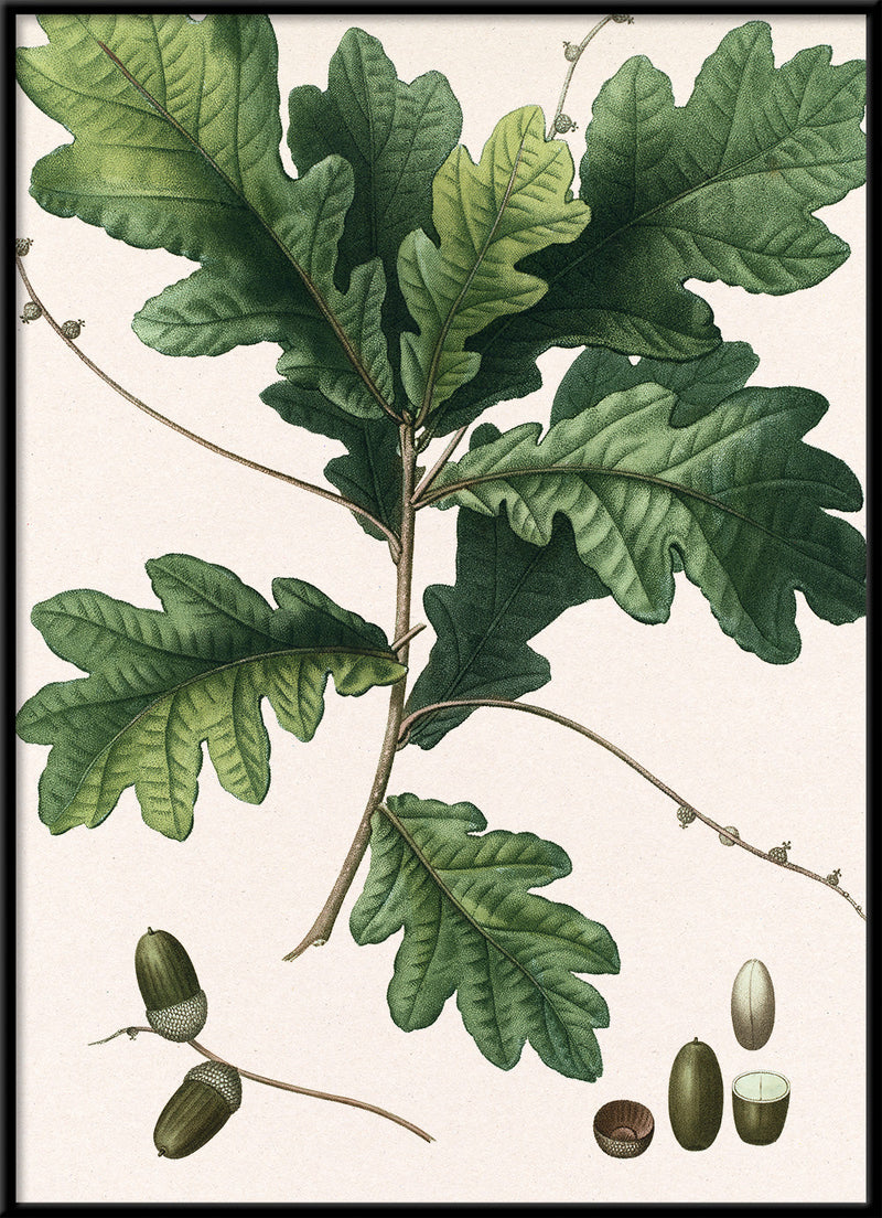 Quercus racemosa - Chêne à grappes