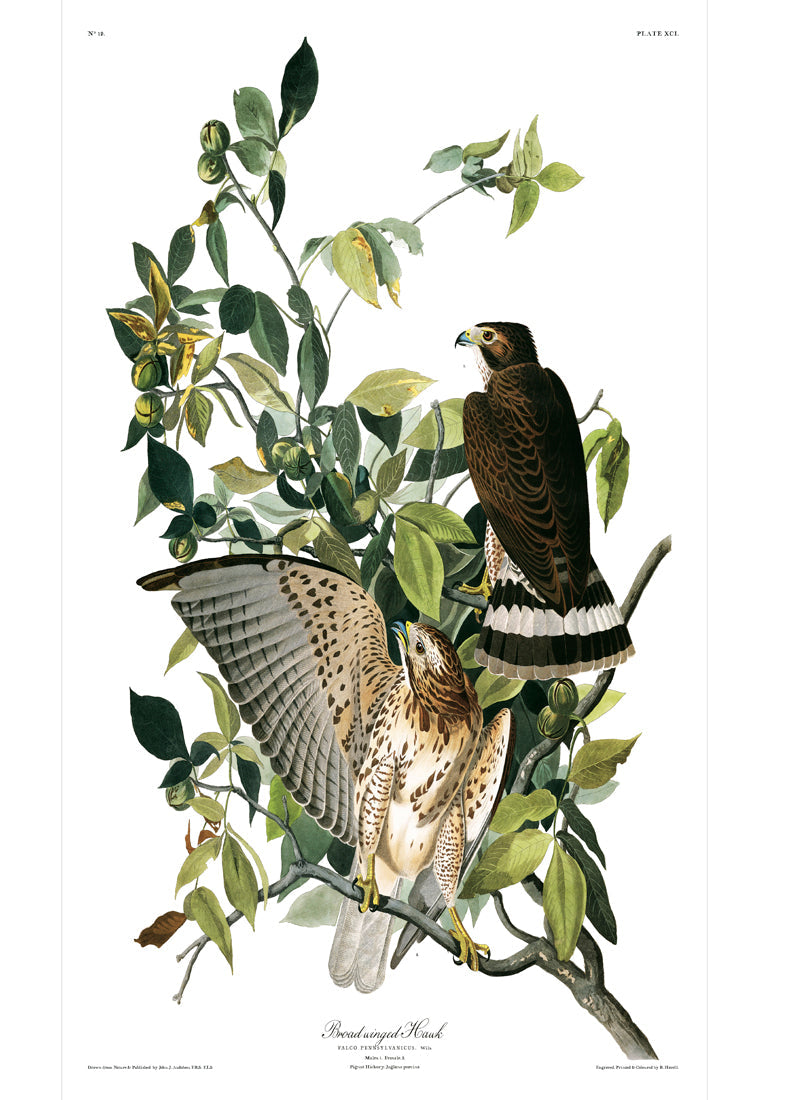 Broad Winged Hawk